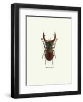 Beetle Red-null-Framed Art Print