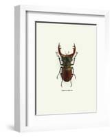 Beetle Red-null-Framed Art Print