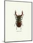 Beetle Red-null-Mounted Art Print