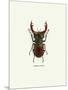 Beetle Red-null-Mounted Art Print