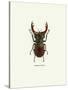 Beetle Red-null-Stretched Canvas