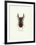 Beetle Red-null-Framed Art Print