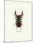 Beetle Red-null-Mounted Art Print