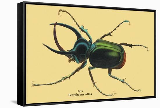 Beetle: Scarabaeus Atlas of Java-Sir William Jardine-Framed Stretched Canvas