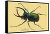 Beetle: Scarabaeus Atlas of Java-Sir William Jardine-Framed Stretched Canvas