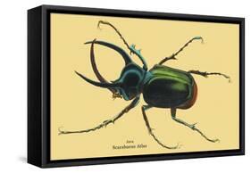 Beetle: Scarabaeus Atlas of Java-Sir William Jardine-Framed Stretched Canvas