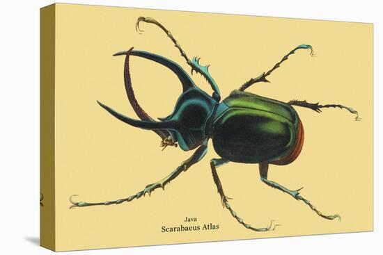 Beetle: Scarabaeus Atlas of Java-Sir William Jardine-Stretched Canvas