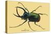 Beetle: Scarabaeus Atlas of Java-Sir William Jardine-Stretched Canvas