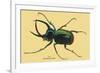 Beetle: Scarabaeus Atlas of Java-Sir William Jardine-Framed Premium Giclee Print
