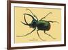 Beetle: Scarabaeus Atlas of Java-Sir William Jardine-Framed Premium Giclee Print