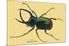 Beetle: Scarabaeus Atlas of Java-Sir William Jardine-Mounted Premium Giclee Print