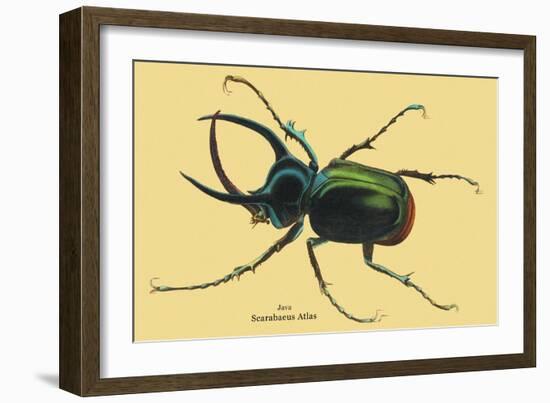 Beetle: Scarabaeus Atlas of Java-Sir William Jardine-Framed Art Print