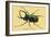 Beetle: Scarabaeus Atlas of Java-Sir William Jardine-Framed Art Print