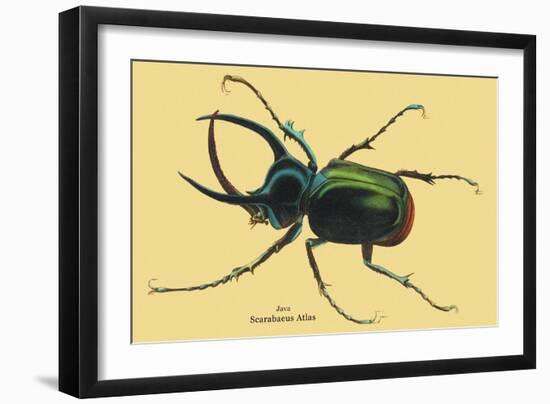 Beetle: Scarabaeus Atlas of Java-Sir William Jardine-Framed Art Print