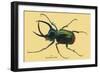 Beetle: Scarabaeus Atlas of Java-Sir William Jardine-Framed Art Print