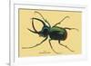 Beetle: Scarabaeus Atlas of Java-Sir William Jardine-Framed Art Print