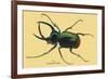 Beetle: Scarabaeus Atlas of Java-Sir William Jardine-Framed Art Print