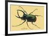 Beetle: Scarabaeus Atlas of Java-Sir William Jardine-Framed Art Print