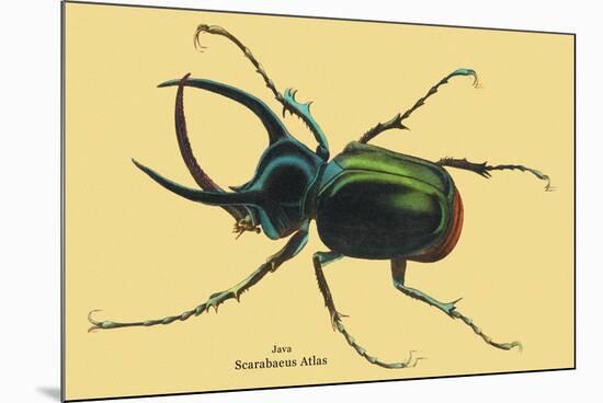 Beetle: Scarabaeus Atlas of Java-Sir William Jardine-Mounted Art Print