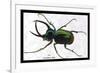 Beetle: Scarabaeus Atlas of Java-Sir William Jardine-Framed Premium Giclee Print