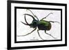 Beetle: Scarabaeus Atlas of Java-Sir William Jardine-Framed Premium Giclee Print