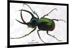 Beetle: Scarabaeus Atlas of Java-Sir William Jardine-Mounted Premium Giclee Print