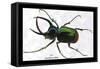 Beetle: Scarabaeus Atlas of Java-Sir William Jardine-Framed Stretched Canvas