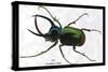 Beetle: Scarabaeus Atlas of Java-Sir William Jardine-Stretched Canvas