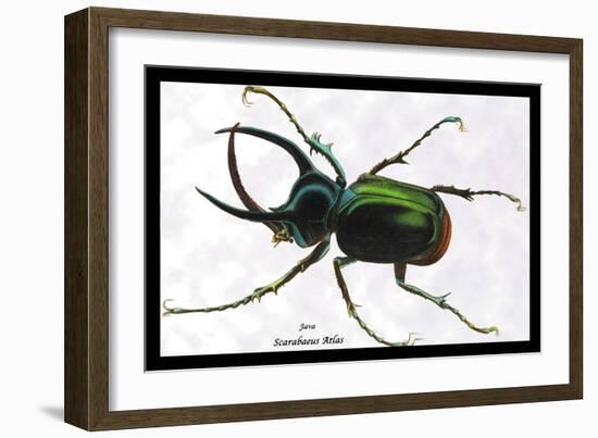 Beetle: Scarabaeus Atlas of Java-Sir William Jardine-Framed Art Print