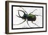 Beetle: Scarabaeus Atlas of Java-Sir William Jardine-Framed Art Print