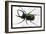 Beetle: Scarabaeus Atlas of Java-Sir William Jardine-Framed Art Print