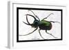 Beetle: Scarabaeus Atlas of Java-Sir William Jardine-Framed Art Print