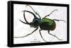 Beetle: Scarabaeus Atlas of Java-Sir William Jardine-Framed Stretched Canvas