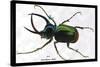 Beetle: Scarabaeus Atlas of Java-Sir William Jardine-Stretched Canvas