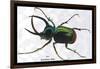 Beetle: Scarabaeus Atlas of Java-Sir William Jardine-Framed Art Print