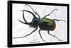 Beetle: Scarabaeus Atlas of Java-Sir William Jardine-Framed Stretched Canvas