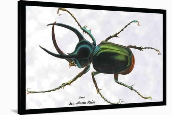 Beetle: Scarabaeus Atlas of Java-Sir William Jardine-Stretched Canvas