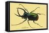 Beetle: Scarabaeus Atlas of Java-Sir William Jardine-Framed Stretched Canvas