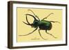 Beetle: Scarabaeus Atlas of Java-Sir William Jardine-Framed Art Print