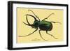 Beetle: Scarabaeus Atlas of Java-Sir William Jardine-Framed Art Print