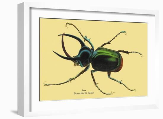 Beetle: Scarabaeus Atlas of Java-Sir William Jardine-Framed Art Print