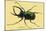 Beetle: Scarabaeus Atlas of Java-Sir William Jardine-Mounted Art Print