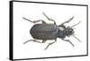 Beetle (Zabrus Tenebrioides)-null-Framed Stretched Canvas