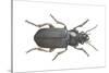 Beetle (Zabrus Tenebrioides)-null-Stretched Canvas