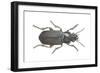 Beetle (Zabrus Tenebrioides)-null-Framed Giclee Print