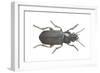 Beetle (Zabrus Tenebrioides)-null-Framed Giclee Print