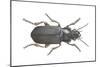 Beetle (Zabrus Tenebrioides)-null-Mounted Giclee Print