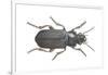 Beetle (Zabrus Tenebrioides)-null-Framed Giclee Print