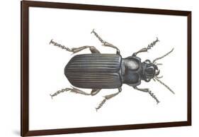 Beetle (Zabrus Tenebrioides)-null-Framed Giclee Print