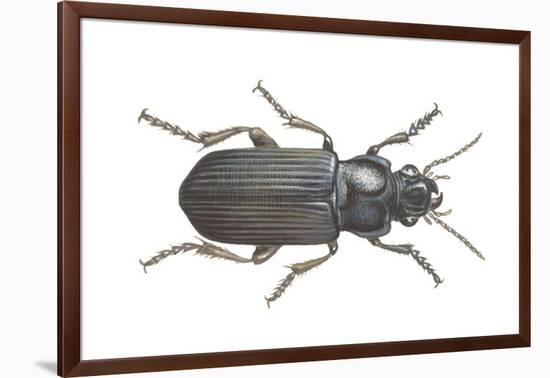 Beetle (Zabrus Tenebrioides)-null-Framed Giclee Print